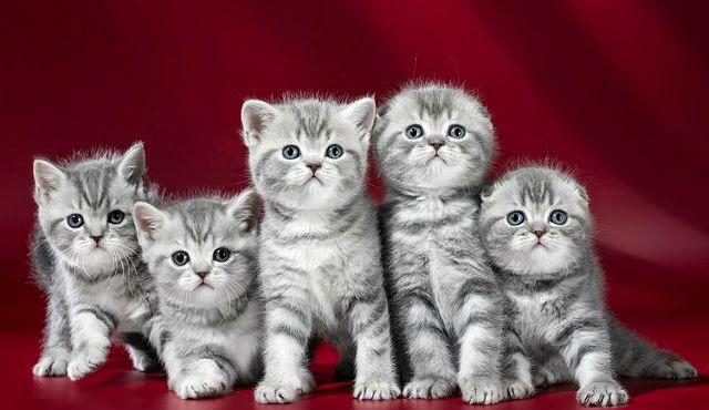 Sending pedigree kittens from Ukraine to the USA