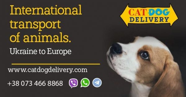 Перевозка домашних животных из Украины и Польши в США